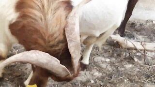 Tiny Goat Fight