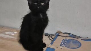 My black kitten