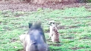 Timon and Pumba