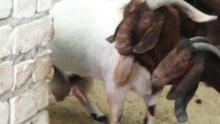 Baby Goat Hop