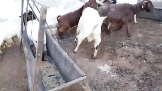 Little Goat Wobble