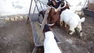 Cute Goat Bop