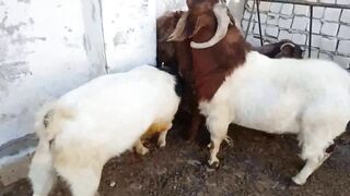 Tiny Goat Panic