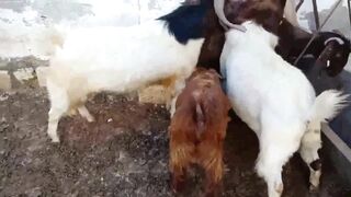 Little Goat Sneak