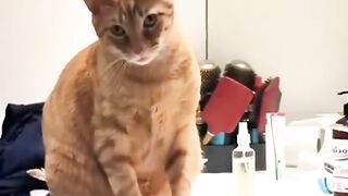 Vidéo drôle des chats