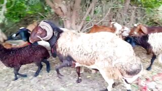 Tiny Goat Pride
