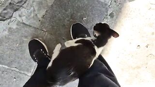 Wow These Street Cats Are So Cute.