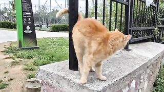 Wow! Gorgeous orange street cat with stunning green eyes.