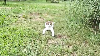 The Beauty of this stray cat will leave you spellbound.