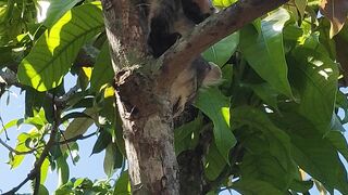 Anak kucing bermain di atas pohon mangga
