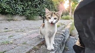 The kittens are scared but they are so hungry, they want me to feed them.