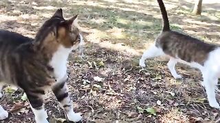 This Cat Adopted Me and Protects Me from Every Other Cat.