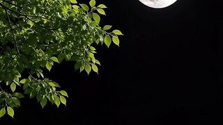 The moon 8
