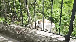 Cute calico cats are so hungry they are eagerly asking for food.