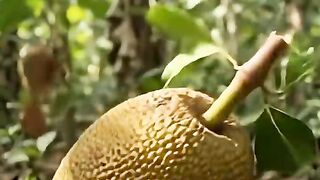 Real Jackfruit Growth Timelapse 🌱 | From Tiny Fruit to Giant Jackfruit!