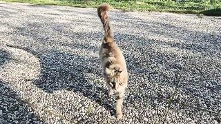 The stray cat who chose Me as her friend.