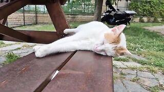 ​One of the most Peaceful things in the world is watching a sleeping Cat.