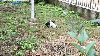 The mother cat is Slapping me, saying give food to my hungry kittens now.