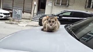 You have never seen such a Cute stray cat. You will admire her long fur.