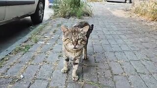 Life has exhausted him so much. The Exhausted warrior male cat.