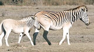 Quagga