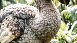 Burung DODO