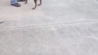 Dog funny xD
