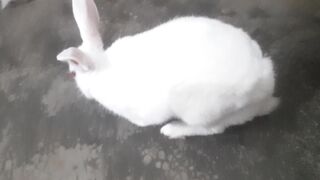 🐰 Rabbit funny moments