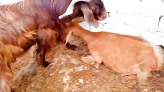 High Speed Goat 2