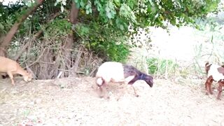 Goat Spin Move 2
