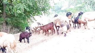 Goat Slide Fail 2