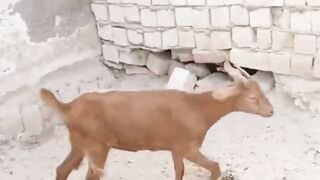 Funny Goat Logic