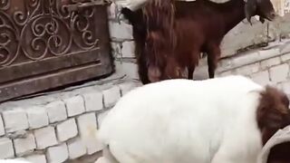 Unreal Goat Shenanigans