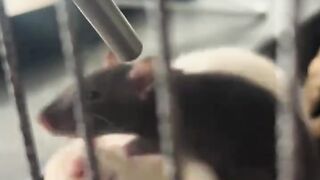 Kocak Banget! Tikus Peliharaan Rebutan Minum Sampai Dorong-Dorongan 🐀💧 Funny Pet Rats