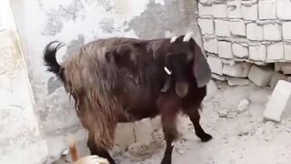 Maximum Goat Mischief