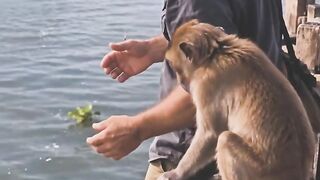 Monkey asks for help