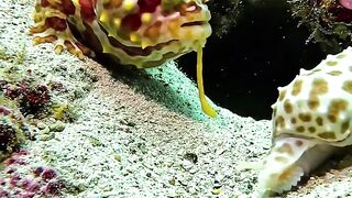Fish fitting