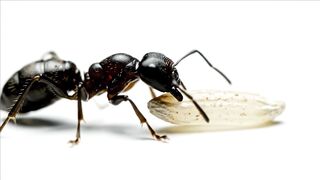 WILDLIFE, BUGS LIFE 71