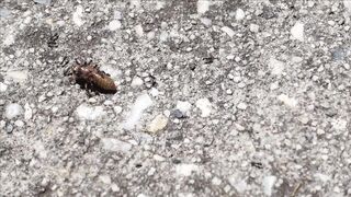 WILDLIFE, BUGS LIFE 75
