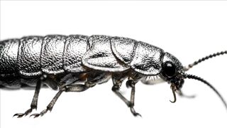 WILDLIFE, BUGS LIFE 77