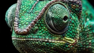WILDLIFE, BUGS LIFE 80