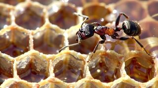 WILDLIFE, BUGS LIFE 82