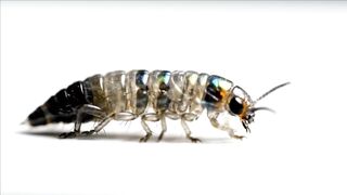 WILDLIFE, BUGS LIFE 102