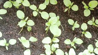 small spinach that is only 10 days old