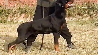 Rottweiler 2