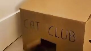 Funny Cat Party