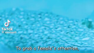Fish in Find relationship