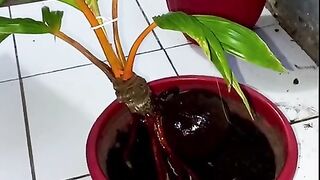 Coconut Bonsai