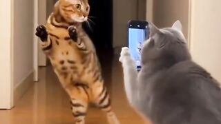 funny videos animals 😂👀 😛
