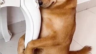 The dog listens and is obedient 👀😛🤣